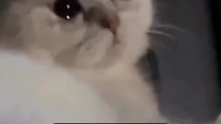 یگوچولو فقط