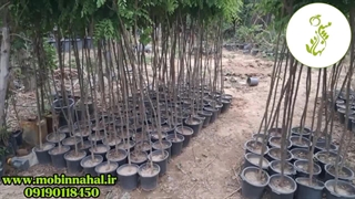 نهال اقاقیا چتری – انتخابی مقاوم برای شرایط سخت آب و هوایی