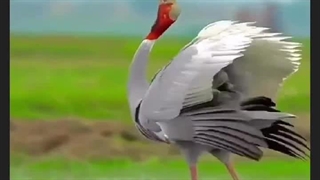 مستند حیات وحش