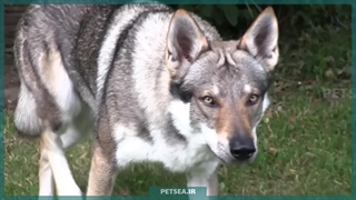 سگ گرگی | گرگ یا سگ؟ نگاهی به دنیای هیجان‌ انگیز گرگاس‌ ها