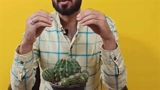 نکات مهم در نگهداری کاکتوس