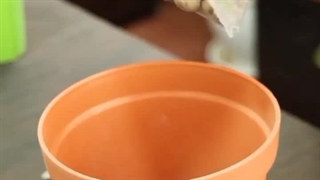 یک روش قلمه زدن برگ زامیفولیا