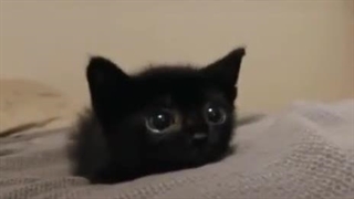 ازتون یه خواهشی دارمم-  میخوام تاریخ تولداتونو بدونمم و دلم میخواد بهتون تبریک بگم و اگه میشه بهم بگین تو چه ماه بدنیا اومدین