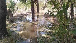 آبیاری درختان در خانیک