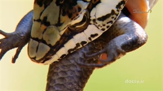 مرگبارترین حیوانات افریقا ۱