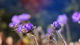 نماهنگ یا اباصالح مدد