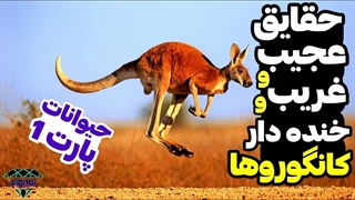 حیوانات بوکسور،کانگوروها: ۵ تا از فکت های عجیب و غریب و خنده دار کانگوروها | حیوانات | Signal