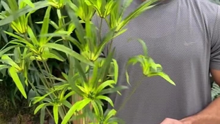 بوته نخل مرداب 60 سانتی مخصوص گرین‌وال و دکور باکس گل