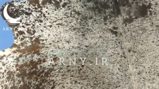 پوست گاو جذاب
