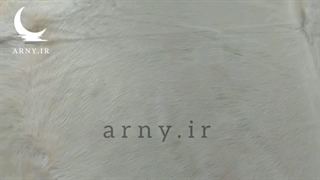 پوست گاو تک رنگ سفید