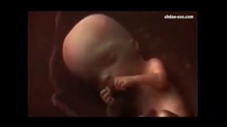 فیلم رشد جنین