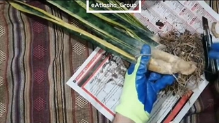 چطور ریشه آسیب دیده سانسوریا را درمان کنیم؟