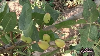 پسته پیوندی پایه بذری