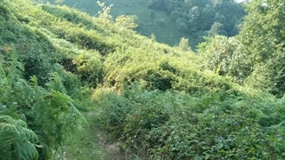 لاهیجان زیبا