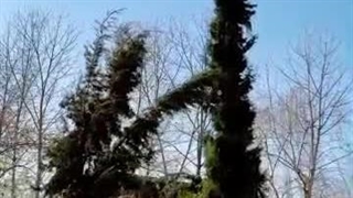 اجاره کلبه سوئیسی جوادی در دافسار رشت