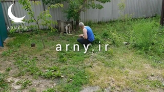 ساخت خانه برای سگ