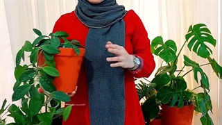 روش نحوه آموزش نکات طلایی نگهداری مراقبت پرورش مقاوم به نور کم رطوبت دما بهترین خاک کود موردنیاز گل وگیاه آپارتمانی