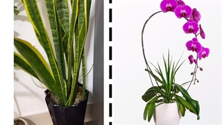 روش نحوه آموزش نکات طلایی نگهداری مراقبت گیاهان حساس به جابجایی سرما گرما شوری کلر لمس کودکان تعویض گلدان گل وگیاه آپارتمانی