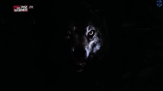 تماشای اجرای آهنگ wolf و growl از EXO با زیرنویس فارسی چسبیده