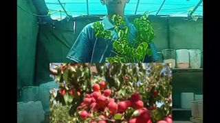 نهالستان پیمان قیاسی در میاندوآب