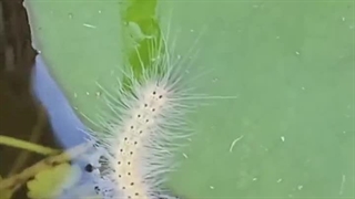 شنای کرم ابریشم رو دیده بودین