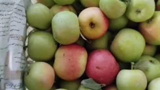 186- اهدا میوه توسط نیکوکار عزیزمان - مرداد 1404