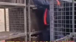 تولید و خرید زغال چینی  09120641146