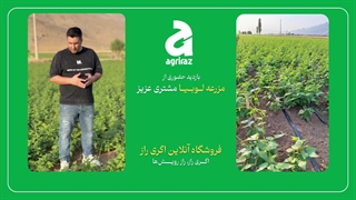 بازدید اول از مزرعه لوبیا مشتری عزیز