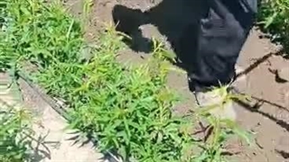 نهالستان بهرنگ در میاندوآب