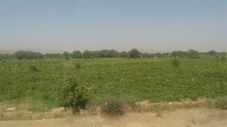 باغات ملایر