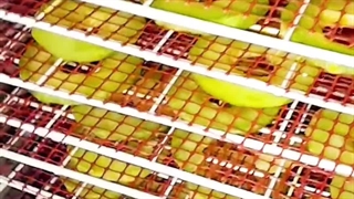 اموزش خشک کردن طالبی و ملون و جانا و گرمک با دستگاه خشک کن