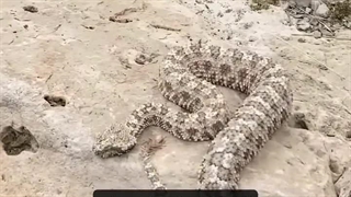 عجیب ترین مار دنیا در ایران