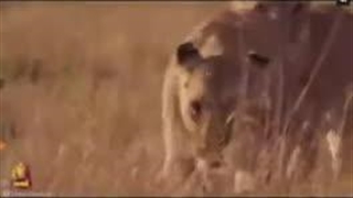 شیر حیوانی  که  ابهتش  زمین را فرا گرفت