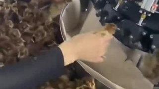 واکسیناسیون مکانیزه جوجه ها