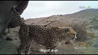 Asiatic cheetah 