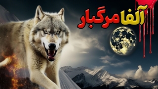 گرگ آلفا و نبردهای نفس‌گیر حیات وحش گرگها