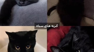 مخصوصا اولی چون خودم دارمش..