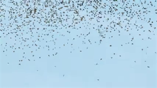 موزیک ویدیو Creed از استری کیدز(stray kids)