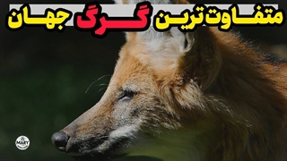 گرگ یالدار، متفاوت ترین و زیباترین گرگ جهان رابشناسید!