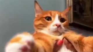 کرینجججججج