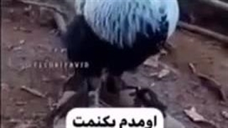 بی جنبه نباشید