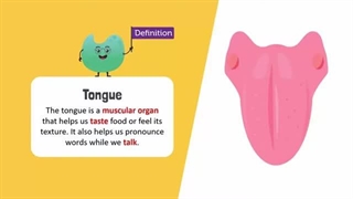 علوم تجربی پنجم دبستان | درس هفتم: چه خبر؟ (2) | عملکرد جوانه‌ی چشایی در مزه