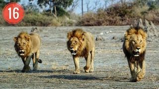 ۵ شیر : هیچ‌کس زنده بیرون نمی‌ره | مستند حیات وحش