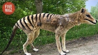 آخرین فیلم ها از بنجامین گرگ تاسمانی که قربانی بی رحمی انسان شد | مستند حیات وحش