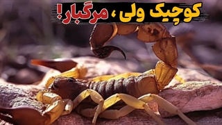 مرگبار ترین عقربها : سمی‌ترین عقرب‌های زمین که جونتو تو چند دقیقه می‌گیرن ! / مستند حیات وحش