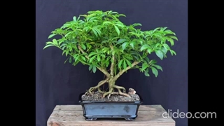 درمان زرد شدن گل شفلرا