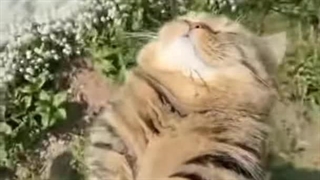 آخه خیلی گوگولین