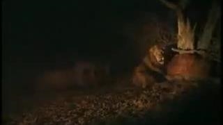 The Male African Lion