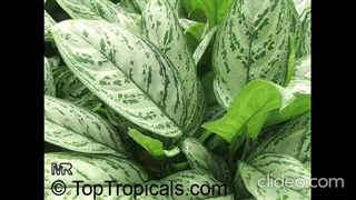 انواع آگلونما