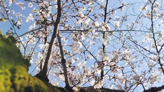 بهترین زمان سفر به ژاپن برای اجرای تور گروهی